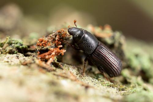 Stenoscelis submuricata